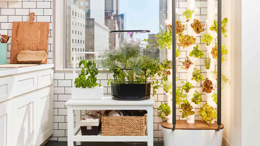 Cultivate Your Green Thumb with the Ahopegarden Indoor Hydroponics Growing System