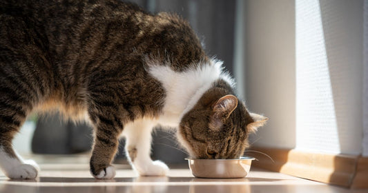 Top 5 Cat Food Brands Selected for 2024
