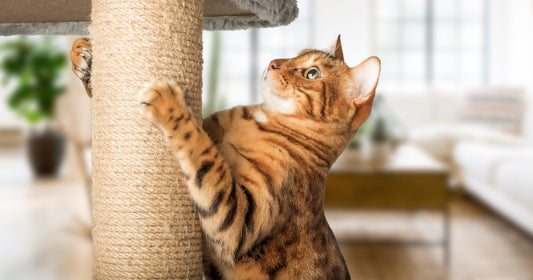 The Top 5 Cat Scratching Posts of 2024 on Amazon